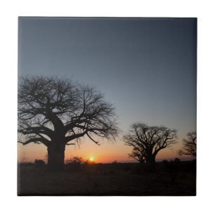 Carreau Baobabs sacrés