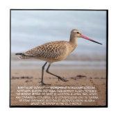 Carreau Bar-tailed Godwit  (Devant)