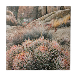 Carreau Baril Cactus En Californie