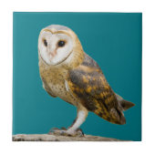 Carreau Barn Owl (Devant)