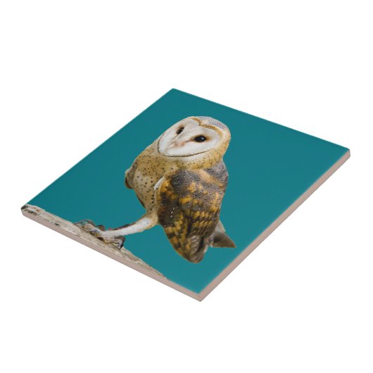 Carreau Barn Owl (Côté)