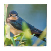 Carreau Barn swallow (Devant)