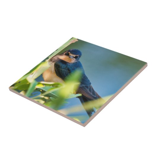 Carreau Barn swallow (Côté)