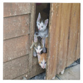 Carreau Barnyard Kittens (Devant)