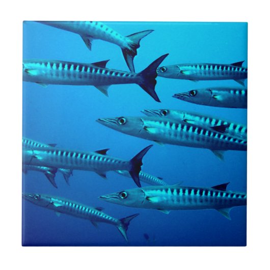 Carreau barracuda plongée mer profonde océan eau tropicale (Devant)