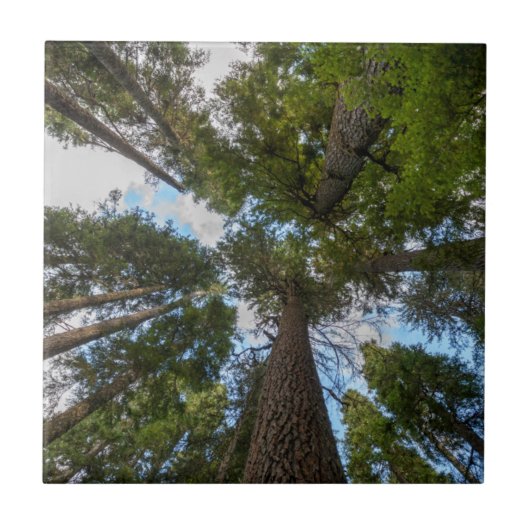 Carreau Barrage de Douglas Fir (Devant)