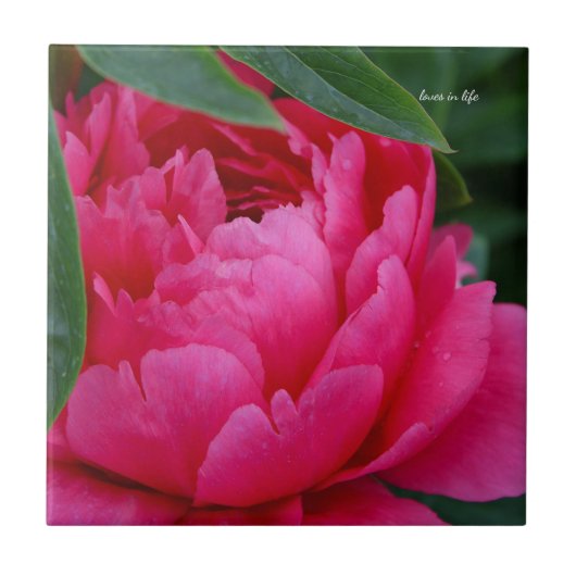 Carreau Bashful Pink Peony (Devant)