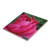 Carreau Bashful Pink Peony (Côté)