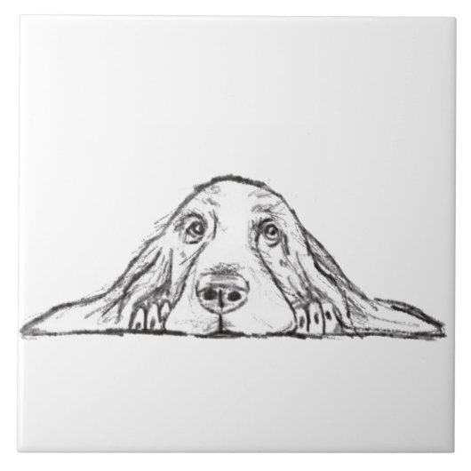 Carreau basset blanc (Devant)