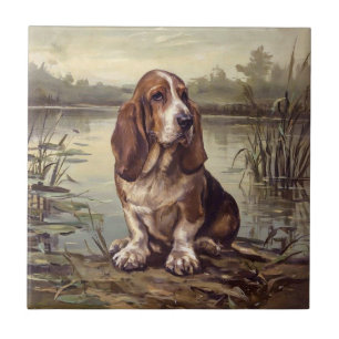 Carreau Basset Hound