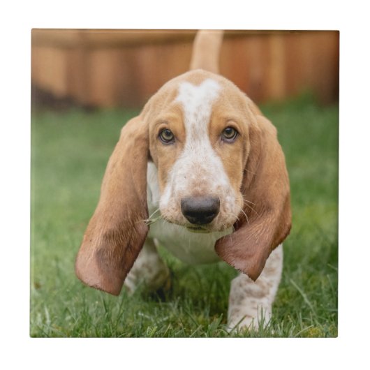 Carreau Basset Hound chiot marchant (Devant)