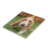 Carreau Basset Hound chiot marchant (Côté)