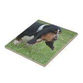 Carreau Basset Hound mignon (Côté)