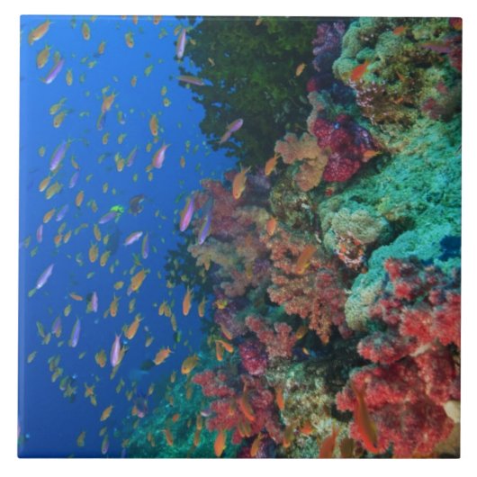 Carreau Basslets Fées en banc (Pseudanthias (Devant)