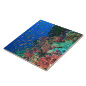 Carreau Basslets Fées en banc (Pseudanthias (Côté)