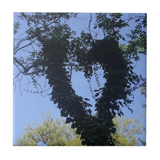 Carreau Baumherz (Devant)