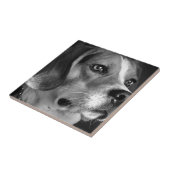 Carreau Beagle (Côté)