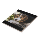 Carreau Beagle de chiot (Côté)