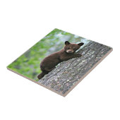 Carreau Bear Cub (Côté)