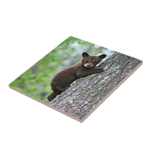 Carreau Bear Cub (Côté)