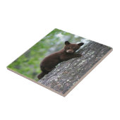 Carreau Bear Cub (Côté)