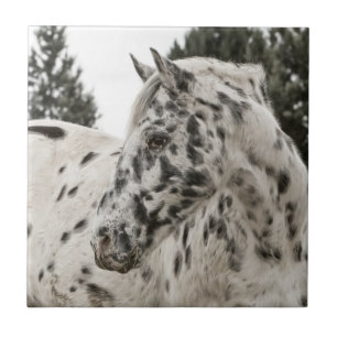 Carreau Beau Appaloosa Horse