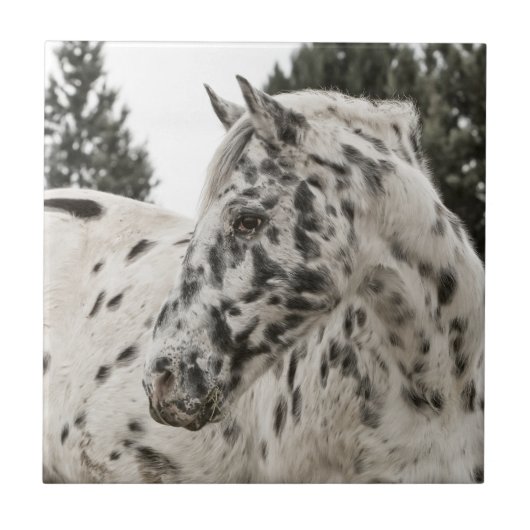 Carreau Beau Appaloosa Horse (Devant)