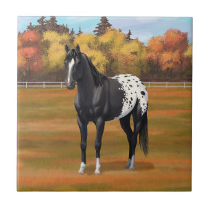 Carreau Beau Appaloosa Noir Quarter Horse Stallion