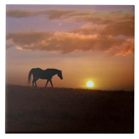 Carreau Beau Arabian Horse et Sunrise Art Carrelage (Devant)