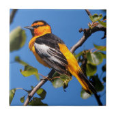Carreau Beau Bullock's Oriole the Pear Tree (Devant)