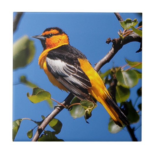 Carreau Beau Bullock's Oriole the Pear Tree (Devant)