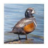 Carreau Beau canard arlequin sur le rocher (Devant)