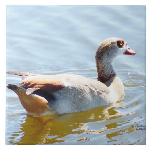 Carreau Beau canard tropical Carrelage (Devant)