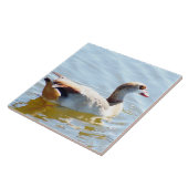 Carreau Beau canard tropical Carrelage (Côté)