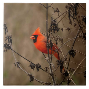 Carreau Beau Cardinal du Nord