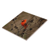 Carreau Beau Cardinal du Nord (Côté)