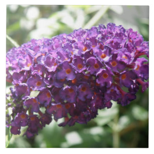 Carreau Beau Carrelage de fleurs de bouddleia violet