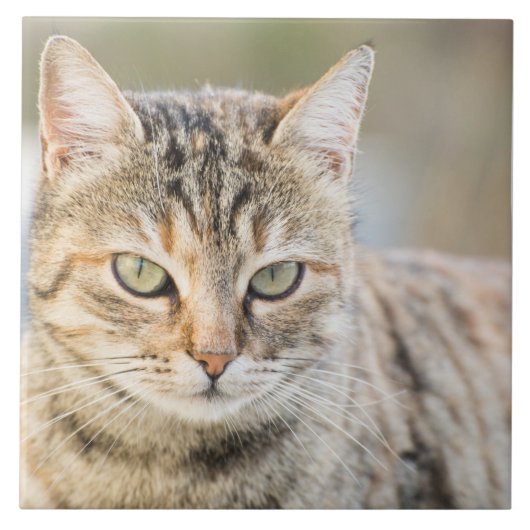 Carreau Beau chat (Devant)