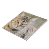 Carreau Beau chat (Côté)