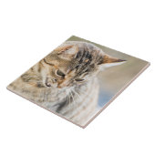 Carreau Beau chat (Côté)