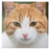 Carreau Beau chat rouge (Devant)