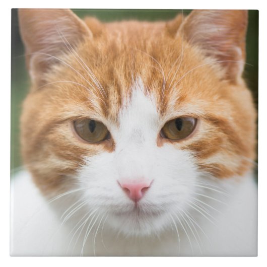 Carreau Beau chat rouge (Devant)