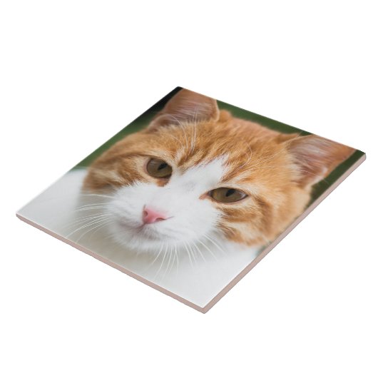 Carreau Beau chat rouge (Côté)