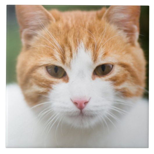 Carreau Beau chat rouge (Devant)