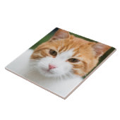 Carreau Beau chat rouge (Côté)