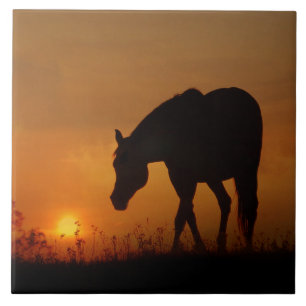 Carreau Beau Cheval et Sunset Sud-Ouest