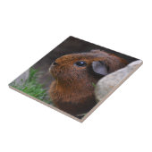 Carreau Beau Cochon De Guinée Agouti Or, Doux Et Doux (Côté)