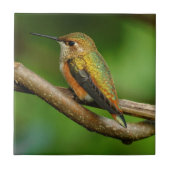 Carreau Beau colibri roux sur vignes jumelées (Devant)