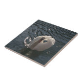 Carreau Beau cygne blanc (Côté)