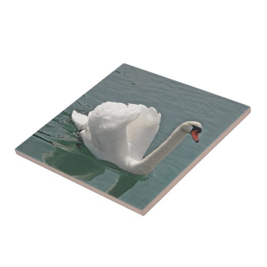 Carreau Beau cygne blanc (Côté)